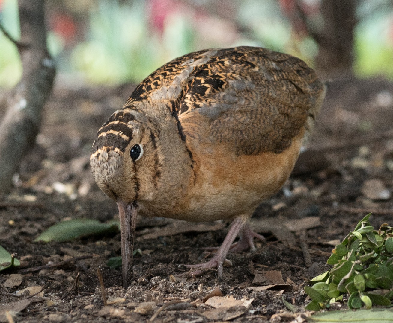 CONSEGNA ALI BECCACCIA