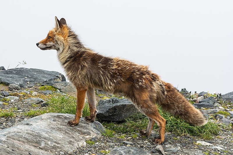 Utilizzo del cane da seguita nel prelievo venatorio della volpe 1 gennaio - 31 gennaio 2024 